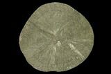 Pyrite Sun - Sparta, Illinois #136623-1